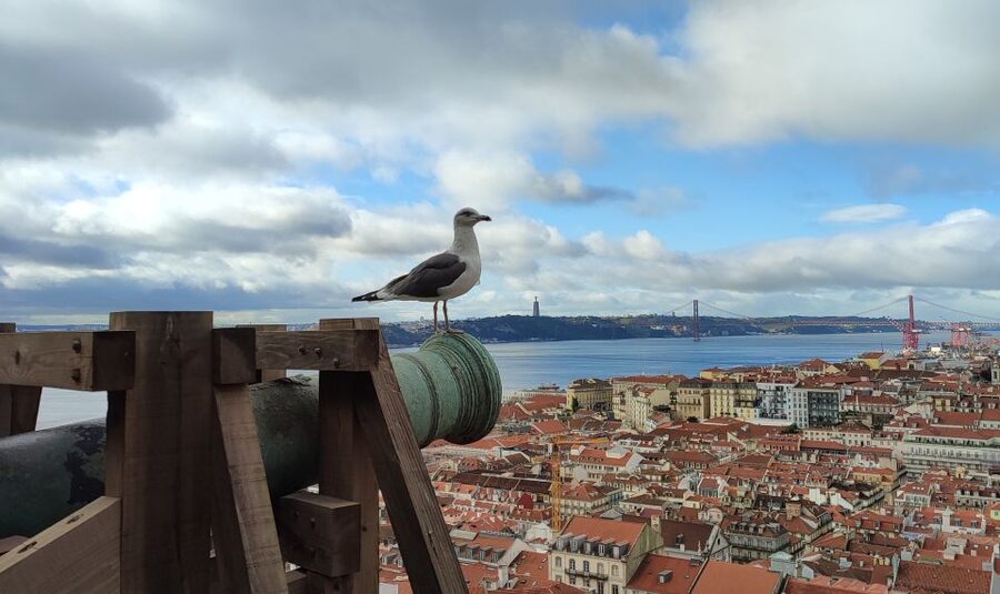 Lisbon: Saint George's Castle Entry Ticket and Guided Visit - Walls, royal connections, and resident birds