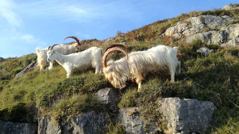 Llandudno: Snowdonia Bodnant Gardens & Castles Private Tour - Dolbadarn Castle and Llanberis