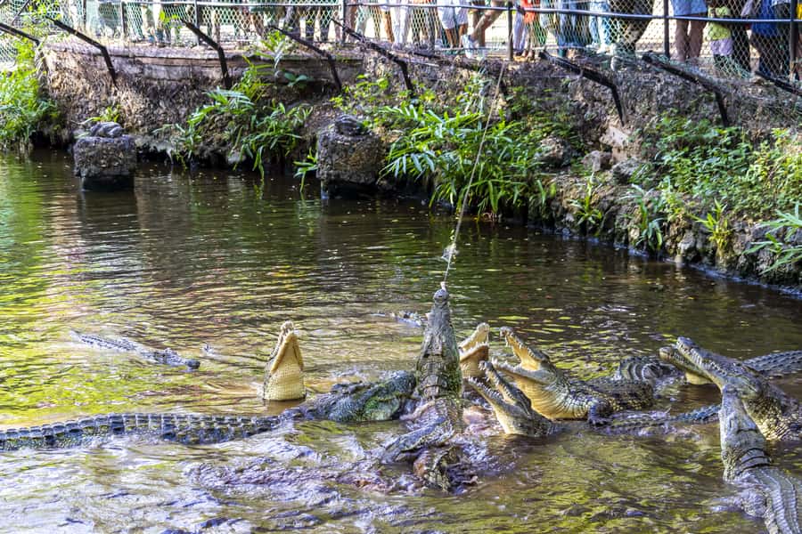 Mombasa City Tour: Fort Jesus Museum, Old Town & Haller Park - Key points to know before booking