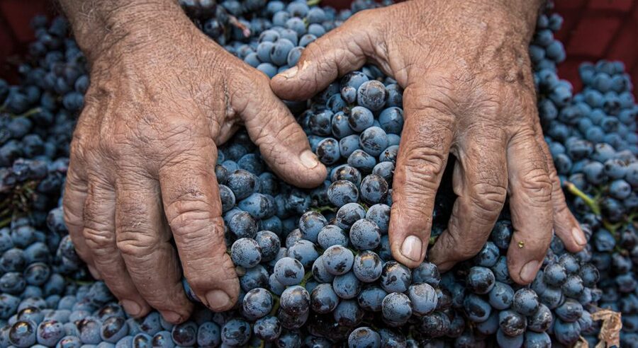 Montalcino: Brunello Wine Tasting & Lunch in a Tuscan Castle - Practical advice for getting the most from the visit