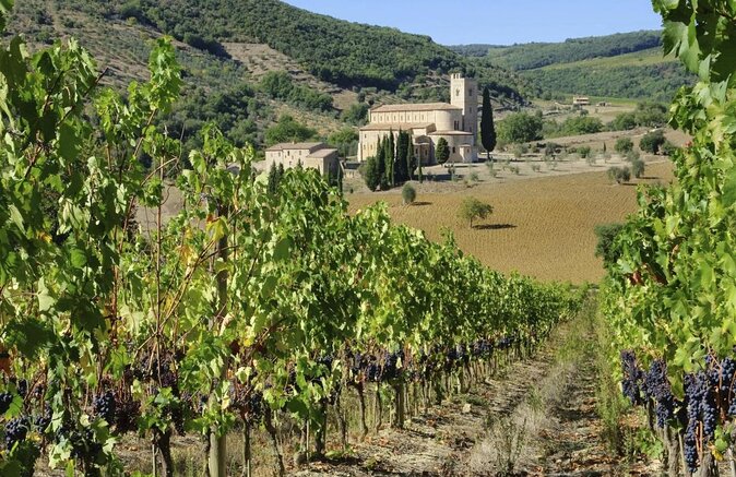 Montalcino: Castle and Vineyards Tour with Tasting - Walking into Montalcino’s Castle and Vineyards