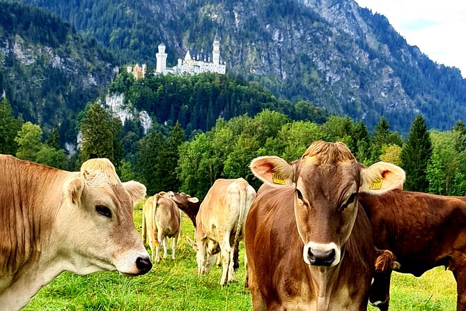 Neuschwanstein Castle Tour with Skip the Line from Hohenschwangau - The guides make a noticeable difference