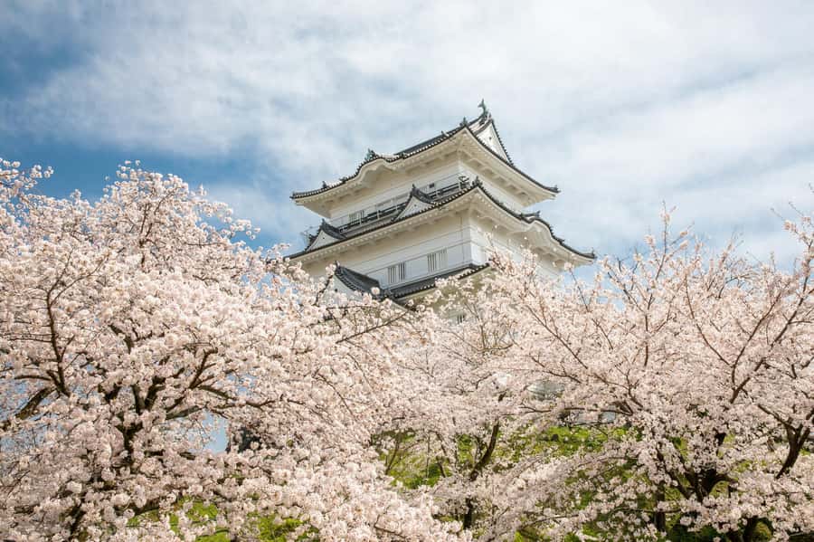 Odawara: Guided Ninja & Samurai Tour of Odawara Castle - Why the ninja class makes this Odawara tour different