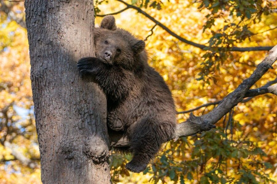 One day trip Bear Sanctuary, Dracula Castle - Why the bear sanctuary is the real highlight
