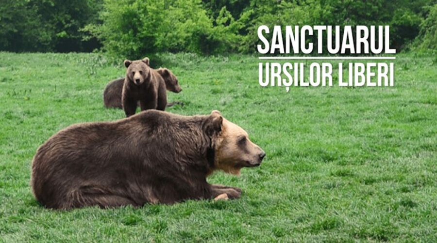 One day trip Bear Sanctuary, Dracula Castle - Who will enjoy this combination