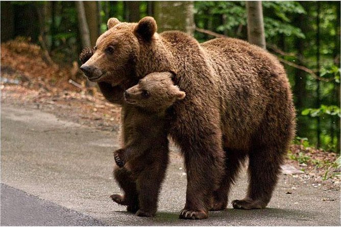 One day trip Bear Sanctuary, Dracula Castle, Rasnov Fortress from Brasov - Why this Brasov day trip works well
