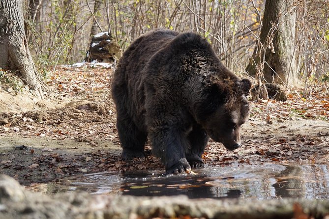 One day trip Bear Sanctuary, Dracula Castle, Rasnov Fortress from Brasov - What the price really includes