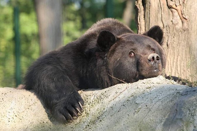 One day trip Bear Sanctuary, Dracula Castle, Rasnov Fortress from Brasov - Who should book this tour?
