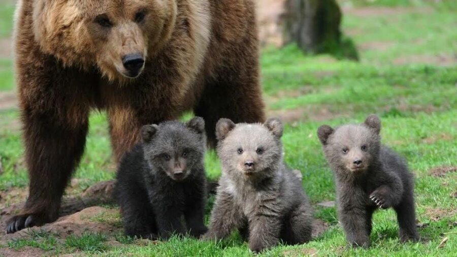 One day trip Bear Sanctuary, Dracula Castle - What 1.5 hours at Libearty feels like