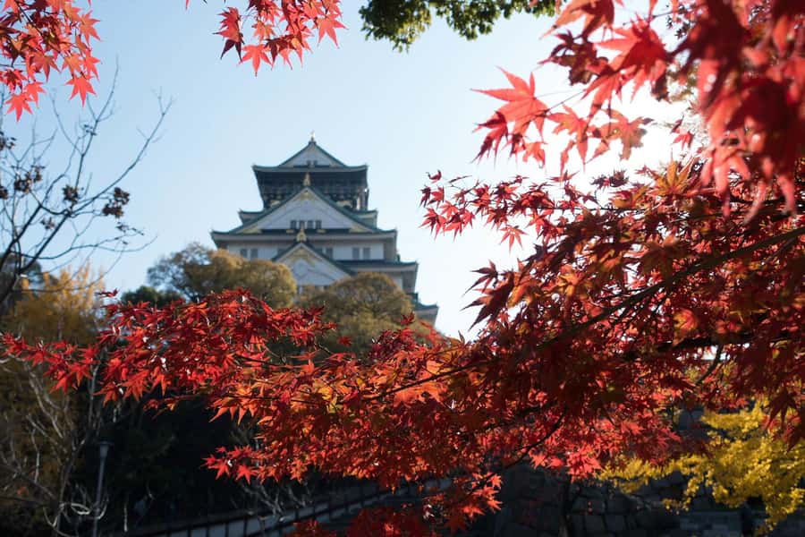 Osaka: Osaka Castle 3 hours Historical Walking Tour - Who should book this Osaka Castle tour?