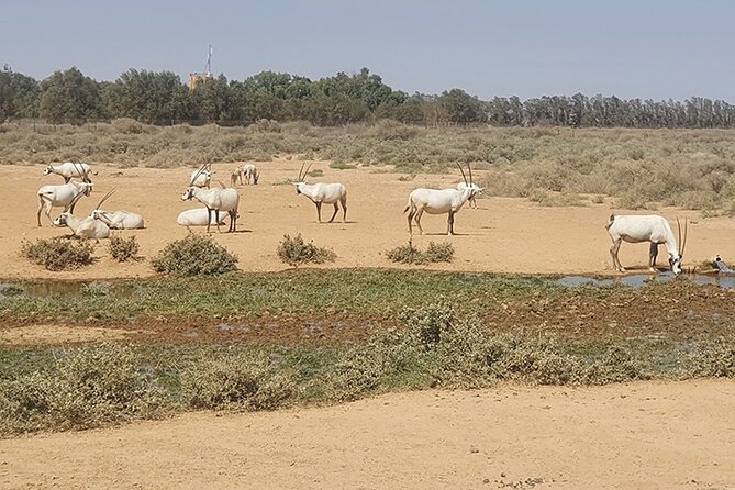 Private Tour of Desert Castles Eastern Jordan with optional Azraq Wetland Visit - Leaving Amman for the eastern desert