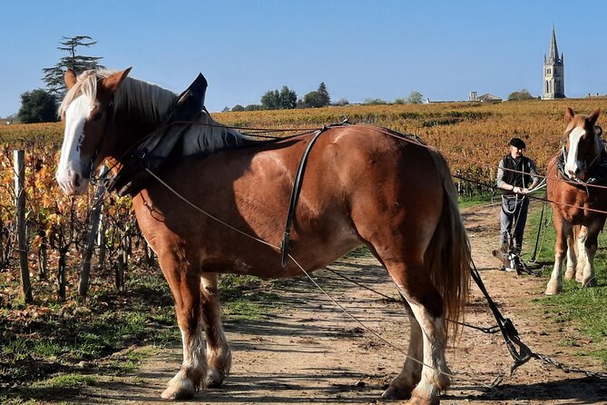 Private Wine Lovers - Super St Emilion - behind the scenes visits top chateaux and medieval town - Who will get the most from this day