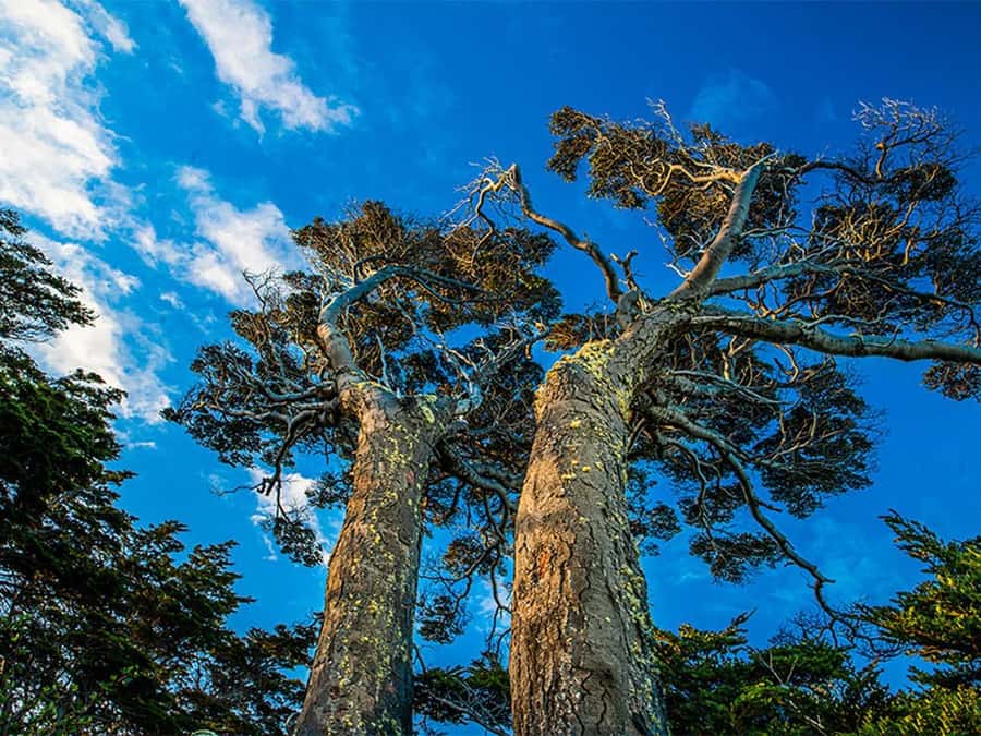 Punta Arenas: Fort Bulnes Historical Tour - Estrecho Park and the Strait viewpoint
