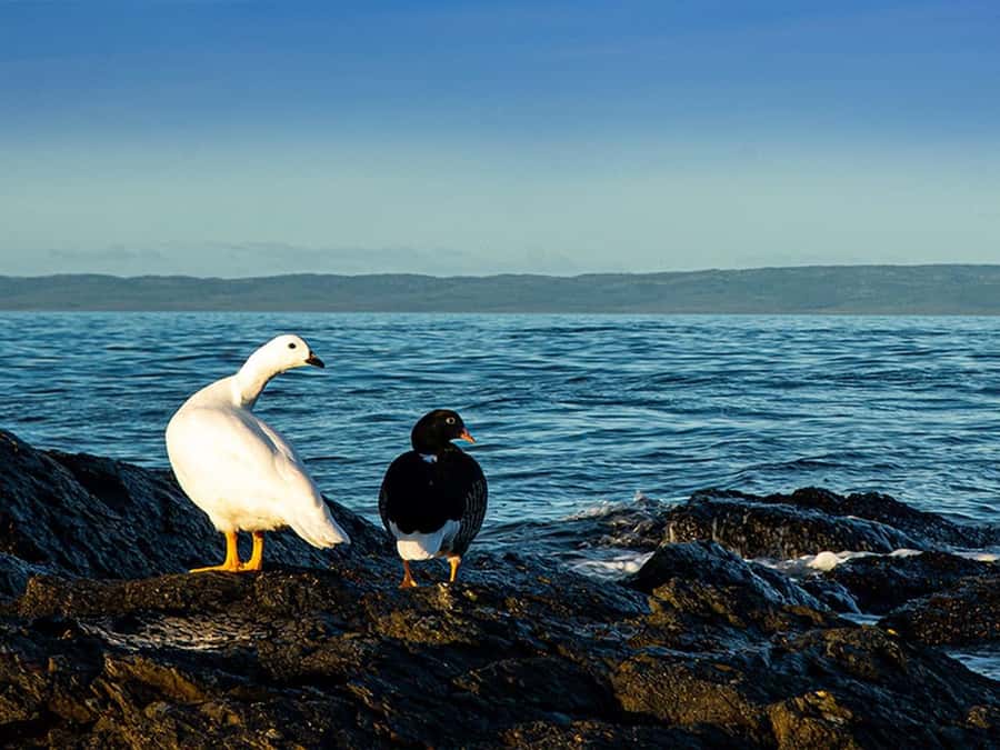 Punta Arenas: Fort Bulnes Historical Tour - Who should book this Fort Bulnes tour