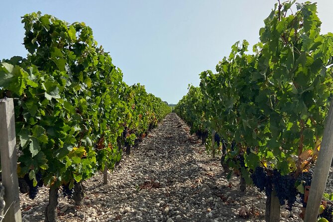 Saint Emilion Castle and Village Wine Tour - Saint-Émilion village gives the tour its sense of place