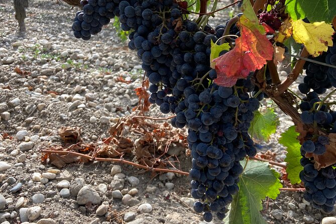 Saint Emilion Castle and Village Wine Tour - Who will enjoy this Saint-Émilion outing