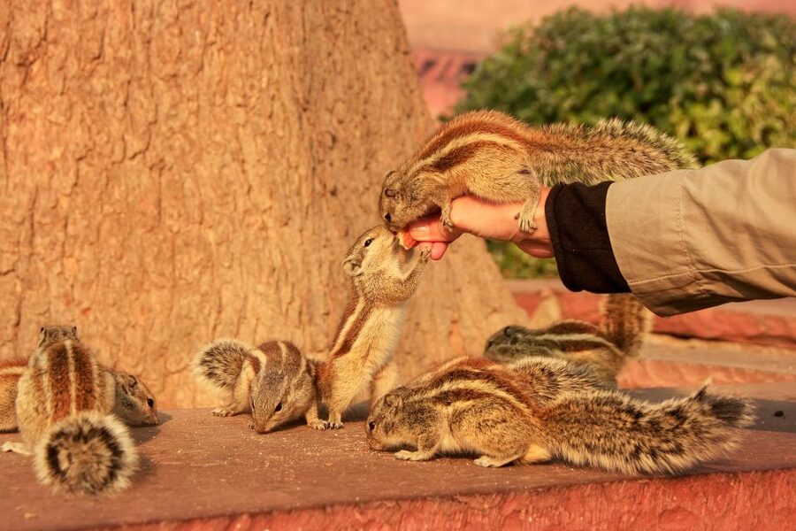 Same Day Taj Mahal, Agra Fort & Baby Taj Tour from Jaipur - A 4:00 AM road start is part of the experience
