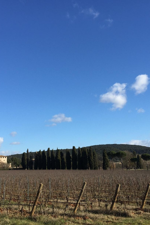 Siena: Tour and Wine Tasting in a Tuscan Private Castle - Arriving at Poggiarello through the vineyards