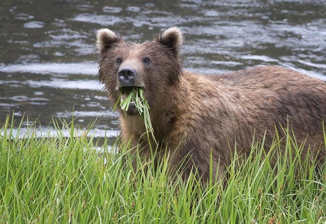 Simply Amazing Sitka Tour: Fortress of the Bear, Alaska Raptor, & Totems - Why this Sitka tour works so well in a short port visit