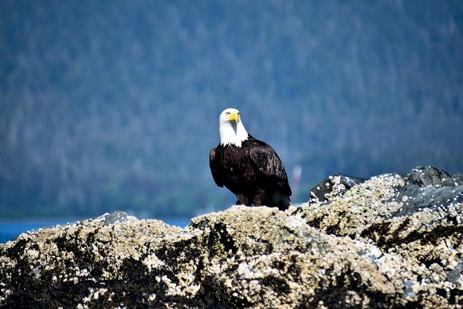 Simply Amazing Sitka Tour: Fortress of the Bear, Alaska Raptor, & Totems - Starting downtown and heading along Silver Bay