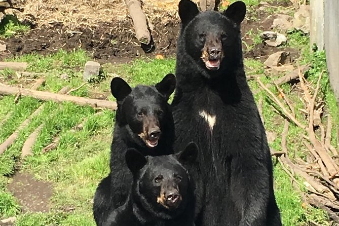 Simply Amazing Sitka Tour: Fortress of the Bear, Alaska Raptor, & Totems - Walking among totem poles at Sitka National Historical Park