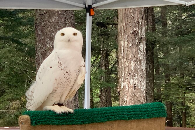 Simply Amazing Sitka Tour: Fortress of the Bear, Alaska Raptor, & Totems - A final downtown stop for an Alaska drink