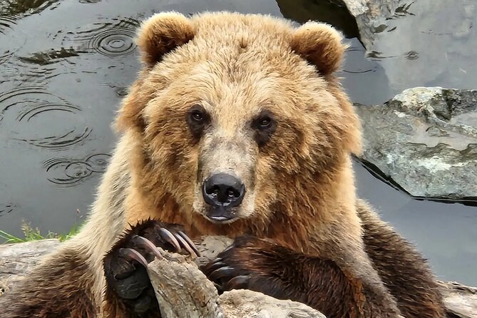 Simply Amazing Sitka Tour: Fortress of the Bear, Alaska Raptor, & Totems - How much time you really get