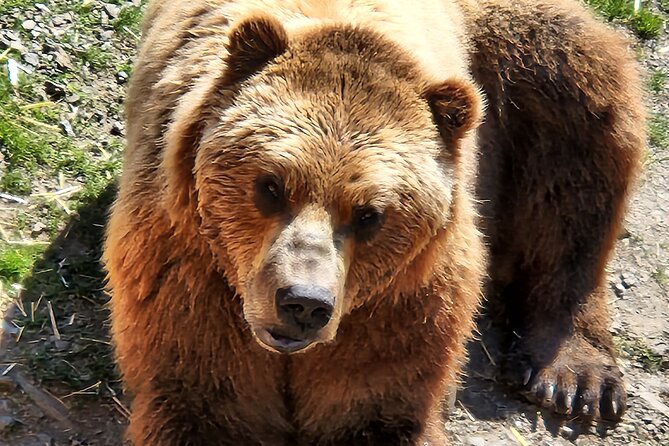 Simply Amazing Sitka Tour: Fortress of the Bear, Alaska Raptor, & Totems - Cruise ship timing is the detail you cannot ignore