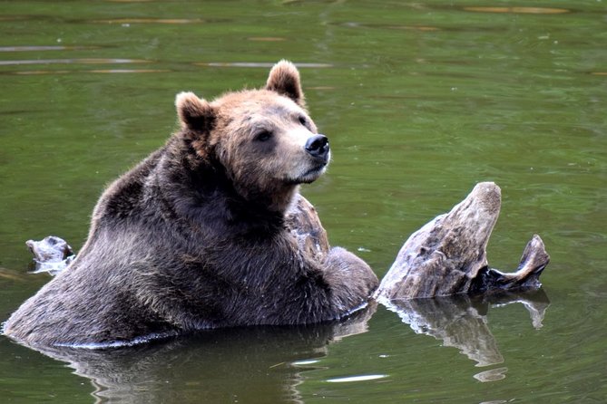 Simply Amazing Sitka Tour: Fortress of the Bear, Alaska Raptor, & Totems - Is $124 a fair price?