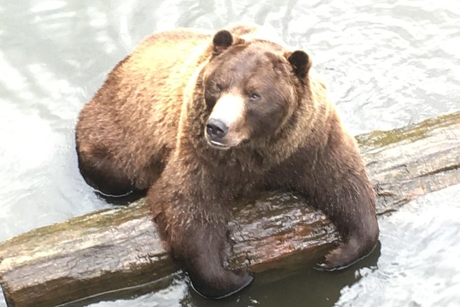 Simply Amazing Sitka Tour: Fortress of the Bear, Alaska Raptor, & Totems - Getting close to bears at Fortress of the Bear