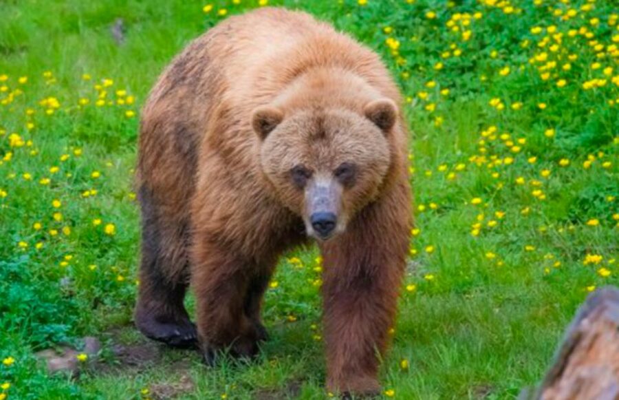 Sitka: Totem Poles, Raptor Centre, & Fortress of Bears Tour - A quick look at Sitka’s downtown landmarks