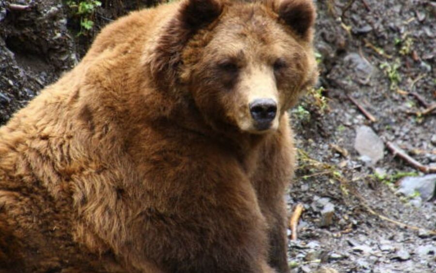 Sitka: Totem Poles, Raptor Centre, & Fortress of Bears Tour - The Raptor Centre and local wildlife care