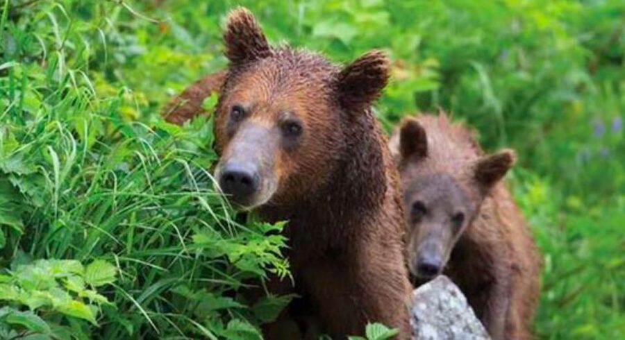 Sitka: Totem Poles, Raptor Centre, & Fortress of Bears Tour - What guides add to the experience