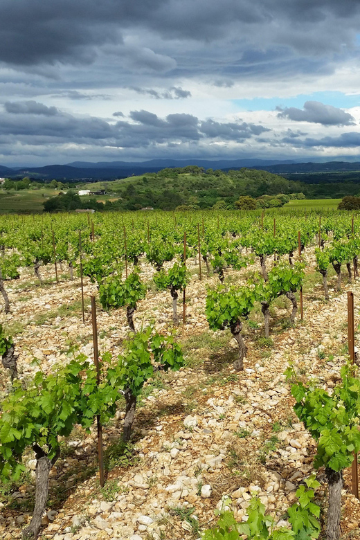 Tasting tour : The secrets of the vineyard Chateau Capion - FAQ