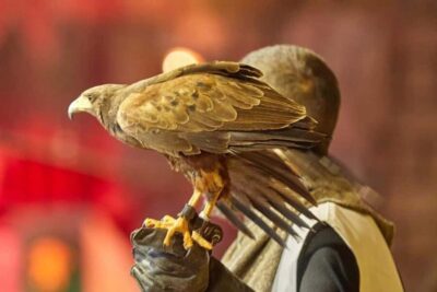 Tenerife: Castillo San Miguel Medieval Show and Banquet