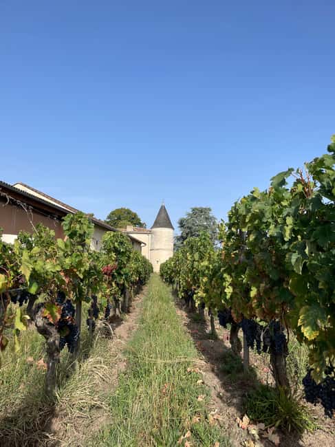 The vertical at Château Cruzeau - Key points at a glance