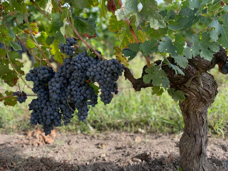 The vertical at Château Cruzeau - Four vintages, one family estate