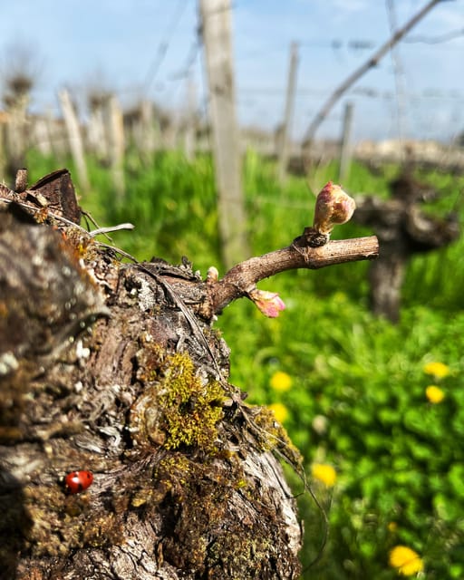 The vertical at Château Cruzeau - Booking details worth knowing