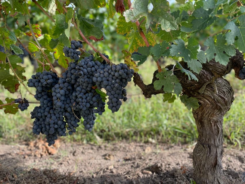The vertical at Château Cruzeau - Should you book this wine experience?