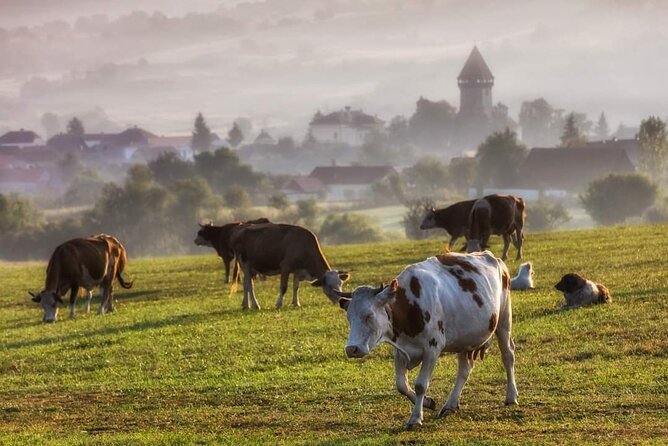 Transfer Bucharest -Brasov with Targoviste and Bran Castle visits - What the $190.81 price really covers