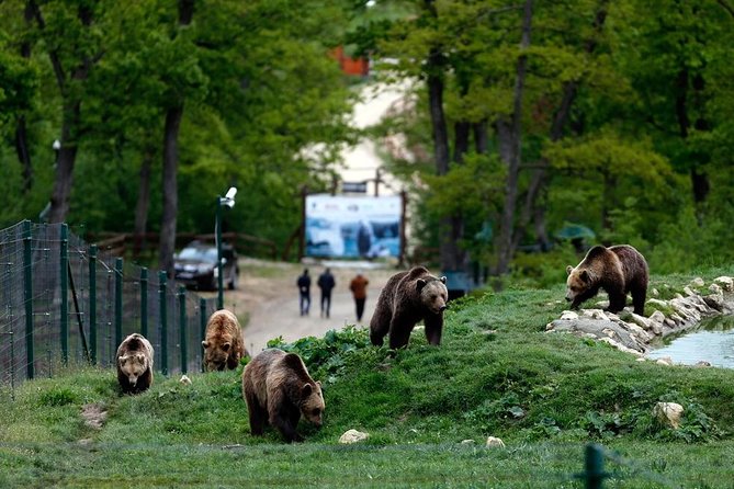 Transylvania with Dracula Castle, Bear Sanctuary and Brasov - The long road from Bucharest to the Carpathians