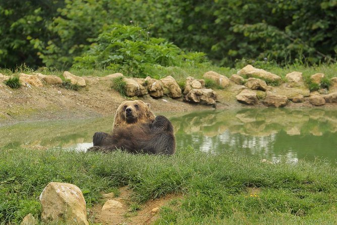 Transylvania with Dracula Castle, Bear Sanctuary and Brasov - Who will enjoy this Transylvania day trip
